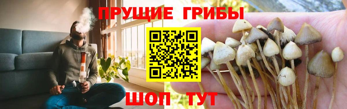 Псилоцибиновые грибы Magic Shrooms  цены   Чита  Вход с VPN 